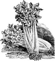 PLF106F.TIF