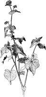 PLF106E.TIF