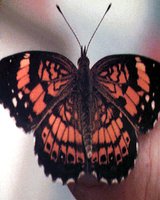 BUTRFLY2.GIF