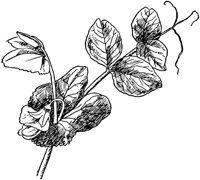 PLF106A.TIF