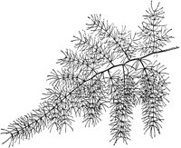 PLF105H.TIF