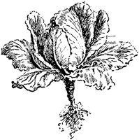 PLF105G.TIF