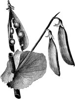 PLF105F.TIF