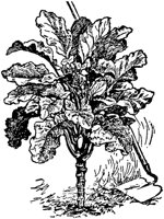 PLF105D.TIF
