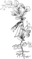 PLF105C.TIF