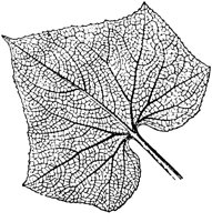 PLF104E.TIF