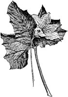 PLF104C.TIF