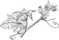 PLF104A.TIF