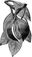 PLF103G.TIF