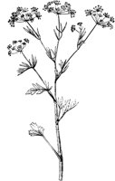 PLF103F.TIF