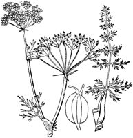 PLF103C.TIF