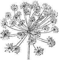 PLF103B.TIF