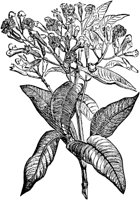 PLF102E.TIF