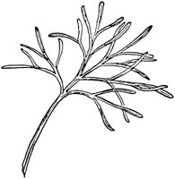 PLF102C.TIF