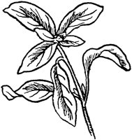 PLF102B.TIF
