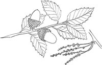 PLF101C.TIF