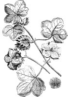 PLF100F.TIF