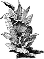 PLF100C.TIF