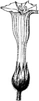 PLF100B.TIF