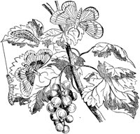 PLF098F.TIF