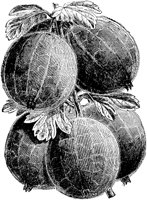 PLF098E.TIF