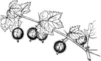 PLF098D.TIF