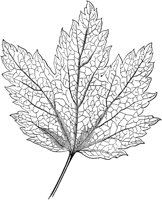 PLF098A.TIF