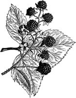 PLF097F.TIF