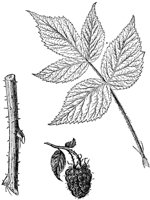 PLF097D.TIF