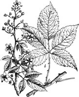 PLF097C.TIF