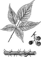 PLF097A.TIF
