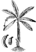 PLF096E.TIF