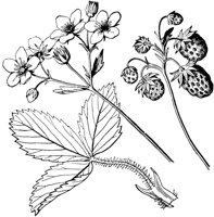 PLF096D.TIF
