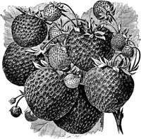 PLF096A.TIF