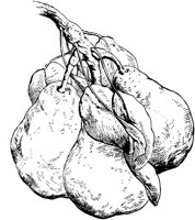 PLF094F.TIF