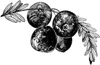 PLF094C.TIF