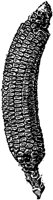 PLF093F.TIF