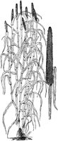 PLF093D.TIF