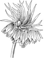 PLF092I.TIF