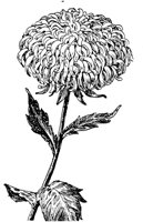 PLF091G.TIF