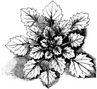 PLF091F.TIF