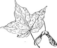 PLF180F.TIF