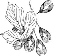 PLF180E.TIF
