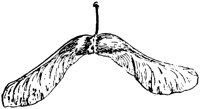 PLF180C.TIF