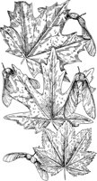 PLF180B.TIF