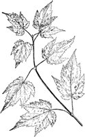 PLF180A.TIF