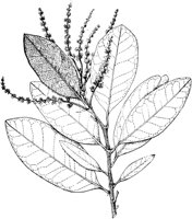 PLF179E.TIF