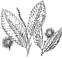 PLF179D.TIF