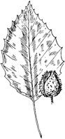 PLF179C.TIF