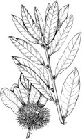 PLF179B.TIF